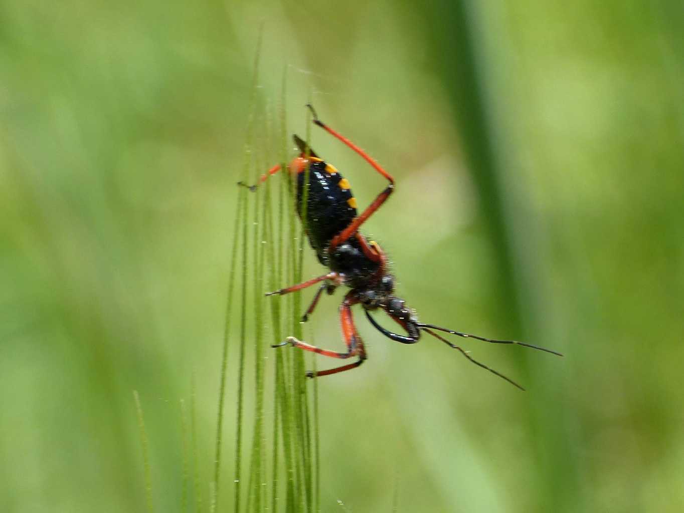 Rhinocoris erythropus di colore insolito